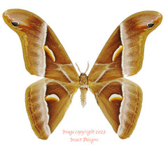 Samia insularis (Malaysia) - pair