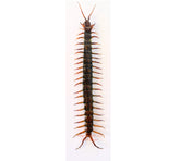 Scolopendra morsitans (Java) A2