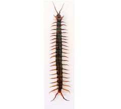 Scolopendra morsitans (Java) A2
