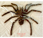 Eurypelma spinicrus (Java) A2