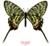 Sericinus telamon koreanus (Korea) - female A2