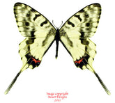 Sericinus telamon koreanus (Korea) - male A2