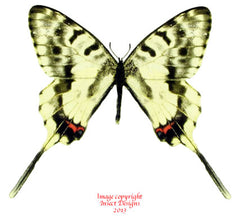 Sericinus telamon koreanus (Korea) - male A2