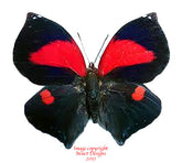 Siderone syntyche polymela (Costa Rica)