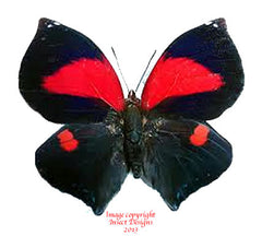 Siderone syntyche polymela (Costa Rica)