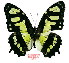 Siproeta stelenes (Peru)