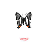 Siseme neurodes (Peru)