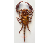 Scorpion sp. (Malaysia) - small