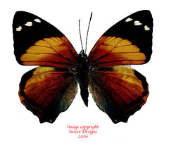 Smyrna blomfieldia (Peru)