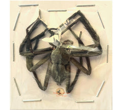 Spider sp.15 (Malaysia)