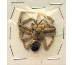 Spider sp.19 (Malaysia)