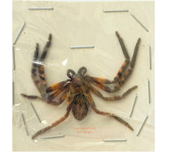 Spider sp.11 (Malaysia)