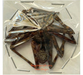 Spider sp.12 (Malaysia)