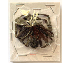 Spider sp.13 (Malaysia)