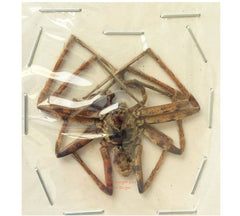 Spider sp.16 (Malaysia)