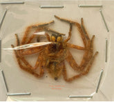 Spider sp.18 (Malaysia)
