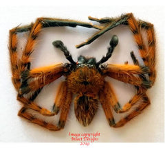 Spider sp.1 (Malaysia)