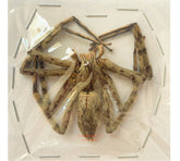 Spider sp.3 (Malaysia)