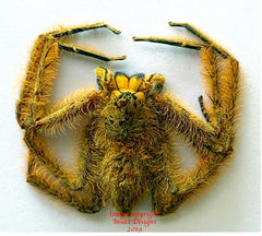 Spider sp.5 (Malaysia)
