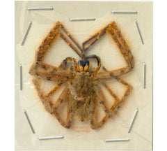 Spider sp.7 (Malaysia)