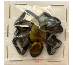 Spider sp.8 (Malaysia)