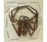 Spider sp.9 (Malaysia)
