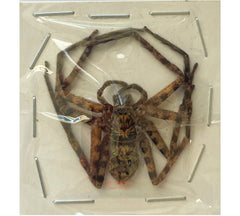 Spider sp.9 (Malaysia)