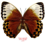 Stichophthalma louisa (Thailand)