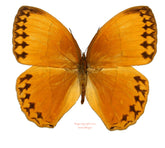 Stichophthalma neumongeni (Thailand) A-