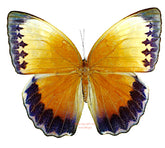 Stichophthalma suffusa tonkiniana (Thailand) A2