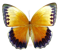 Stichophthalma suffusa tonkiniana (Thailand) A2