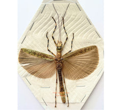 Stick insect sp.17 (Malaysia)