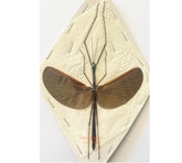 Stick insect sp.11 (Malaysia)