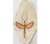 Stick insect sp.10 (Malaysia)