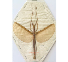 Stick insect sp.12 (Malaysia)
