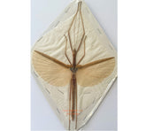 Stick insect sp.14 (Malaysia)