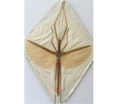 Stick insect sp.14 (Malaysia)