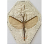 Stick insect sp.16 (Malaysia)