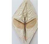 Stick insect sp.17