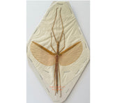 Stick insect sp.1 (Malaysia)