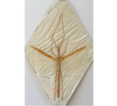 Stick insect sp.3 (Malaysia)