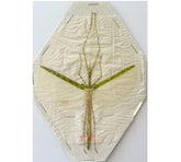 Stick insect sp.5 (Malaysia)