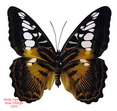 Parthenos sylvia (Philippines)