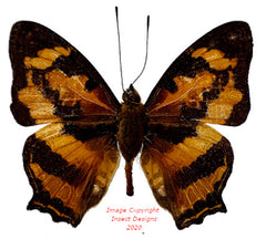 Symbrenthia hypselis niphandina (Philippines) A2