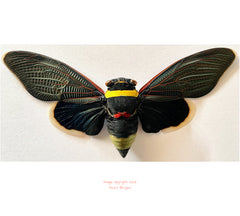 Tacua speciosa (Malaysia)