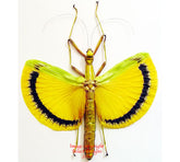 Tagesoidea nigrofasciata (Malaysia)