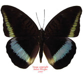 Tanaecia calliphorus calliphorus (Philippines) A2