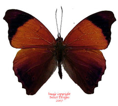 Temenis laothoe (Peru)