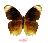 Terinos tethys udaios (Irian) A2