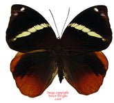 Thauria aliris pseudaliris (Malaysia)